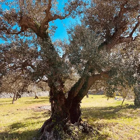 بيت للعطل Trulli Mancinella لوكوروتوندو